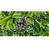 ΦΥΛΛΩΣΙΑ FERN MIX ΣΕ ΠΛΑΚΙΔΙΟ ΚΟΥΜΠΩΤΟ