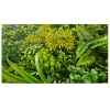 ΦΥΛΛΩΣΙΑ FERN MIX ΣΕ ΠΛΑΚΙΔΙΟ ΚΟΥΜΠΩΤΟ