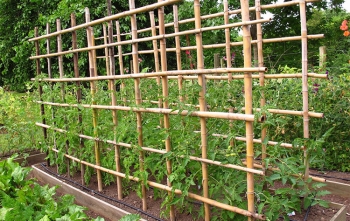 ΚΑΛΑΜΙΑ BAMBOO ΦΥΤΩΡΙΟΥ ΔΕΜΑ 50ΤΜΧ O22-26mm