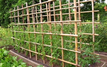 ΚΑΛΑΜΙΑ BAMBOO ΦΥΤΩΡΙΟΥ O8-10mm